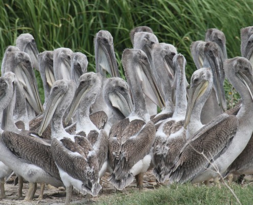 Beacon Island Young Pelicans