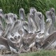 Beacon Island Young Pelicans