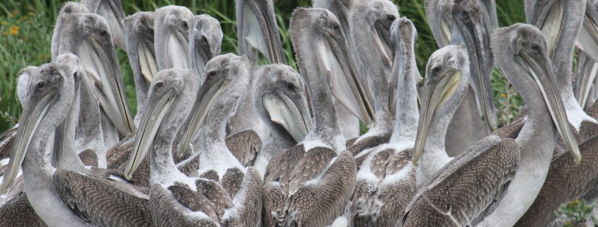 Beacon Island Young Pelicans