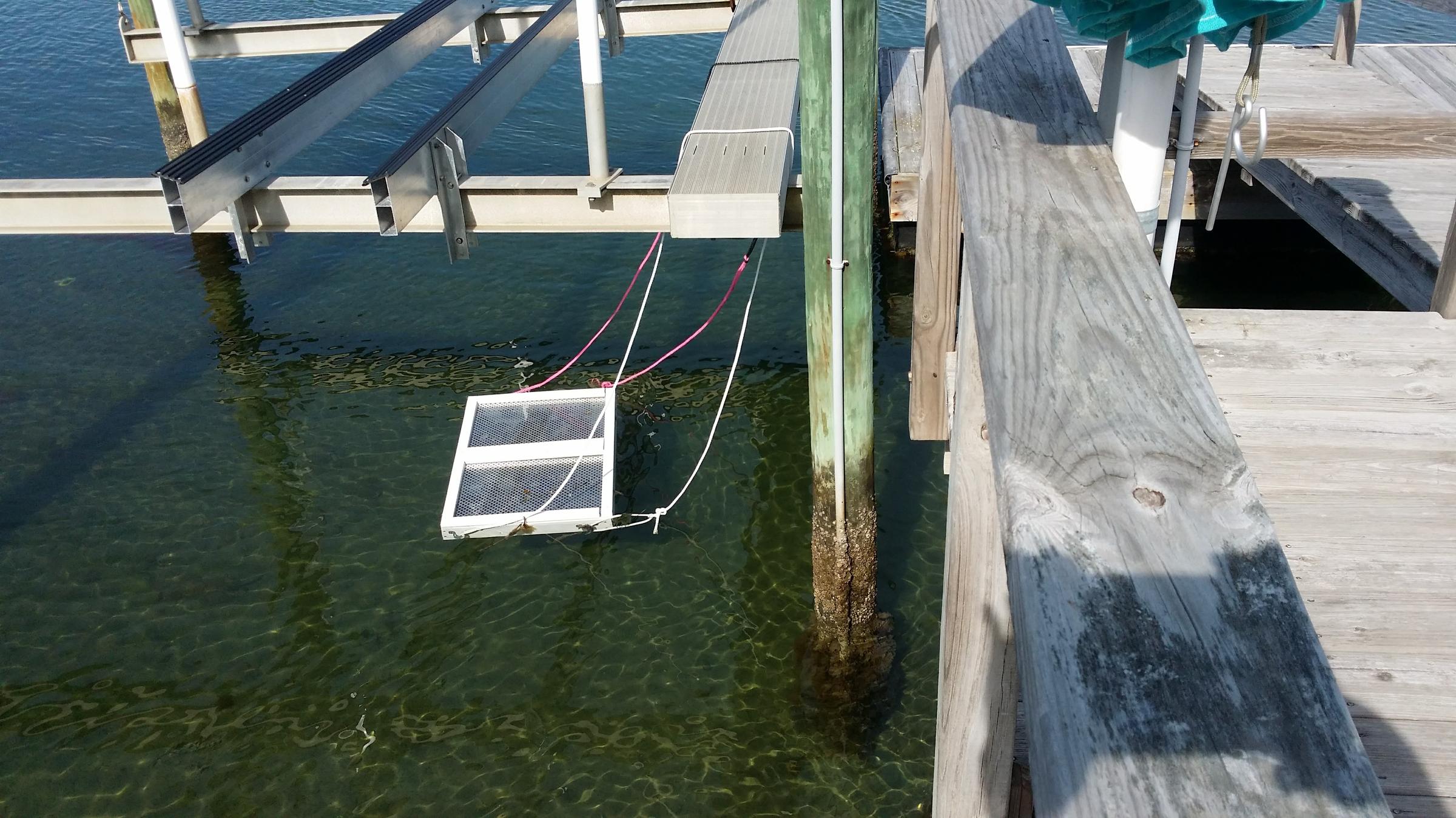 Oyster Gardening-The UDOC Program | North Carolina Oyster Blueprint