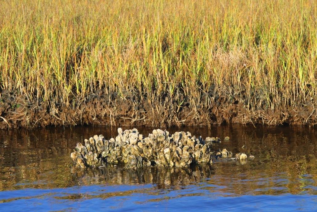 About NC Oysters North Carolina Oyster Blueprint