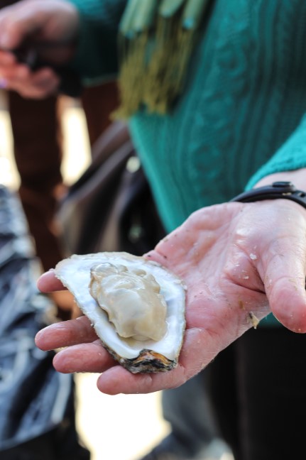 Oyster Trails | North Carolina Oyster Blueprint